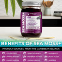 Irish Sea Moss Gel Raw - Wildcrafted Superfood Seamoss Gel - Strawberry Flavor, Vitamin And Mineral-Rich From Pristine Caribbean Waters, Immune And Digestive Health Support - 10 Oz