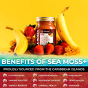Irish Sea Moss Gel Raw - Wildcrafted Superfood Seamoss Gel - Strawberry Banana Flavor, Vitamin And Mineral-Rich From Pristine Caribbean Waters, Immune And Digestive Health Support - 10 Oz