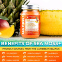 Irish Sea Moss Gel Raw - Wildcrafted Superfood Seamoss Gel - Pineapple Mango Flavor, Vitamin And Mineral-Rich From Pristine Caribbean Waters - 10 Oz