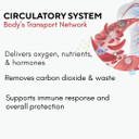 Optiflow Blood Circulation Vitamins, Naturally Supports Healthy Blood Flow, Contains Fruitflow And Resvida Trans Resveratrol. Blood Optimizer Supplement 60 Capsules