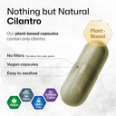 Bio Krauter Cilantro Capsules - 800 Mg 100 Pcs - Vegan & Pure Cilantro Supplement For Rich Source Of Antioxidants And Natural Cleansing & Detox - No Fillers, Non-Gmo - 25 Days Of Supply