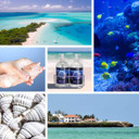 Reef Luxury Shea And Cocoa Butter With Sea Kelp Extract (Soap And Lotion Set In Caddy)