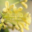 L'Occitane Osmanthus Body Lotion 8.40 Fl. Oz