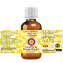 Dève Herbes Pure Spinach Seed Oil (Spinacia Oleracea) Cold Pressed 200Ml (6.76 Oz)