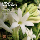 Hemp Seed Shave Cream, Isle Of You - 8 Oz - Nourishes & Protects Skin - With Hemp Seed Oil, Argan Oil & Vitamin E - Vegan, Cruelty Free