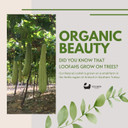 Home Grown Natural Loofah - Premium Exfoliating Bath Sponge, Shower Puff, And Body Scrubber For Smooth, Radiant Skin (5")