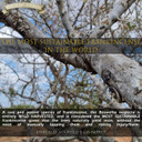 Balm Of Gilead Foot Healing Cream  Tea Tree Balm - Intensive Moisture For Itchy Feet - Synergistic Action, Deeply Nourishing, Relieving