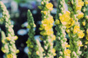 100% Dried Mullein Flowers (Verbascum Thapsus) | Net Weight: 0.52Oz / 15G | Soothing, Slightly Sweet Tea With Many Benefits - Used For Edible Flower Decorations On Salads/Toppings