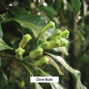 Banyan Botanicals Organic Avipattikar Powder - Spice Jar - With Cardamom, Vidanga, Ginger - Traditional Ayurvedic Formula To Soothe The Digestive Tract*- Non-Gmo Sustainably Sourced No Additives