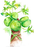 Green Papaya Fruit Powder 2Oz Zip-Pouch