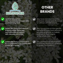 Holistic Bin Dong Quai Root Powder Extract  Wild Harvested Angelica Sinensis  Female Ginseng Herb For WomenS Health & Tea  Extracted For Enhanced Absorption  Grown In Japan  80 Grams