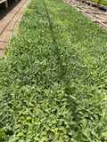 Juniper Ridge | White Sage Loose Leaves | Salvia Apiana Clusters | Dry Burning White Sage | 1 Lb Bag