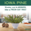 Mrs. Meyer'S Multi-Surface Cleaner Iowa Pine, 16 Oz16 Fl Oz (Pack Of 3)