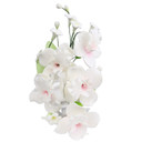O'Creme Gumpaste Edible Flower Spray, White Bell - For Cake Decorating - Sugar Paste Flower Decorations For Cakes, Candy, Cupcake Toppers - Birthday, Wedding, Valentines, Baby Shower - Set Of 3
