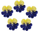 O'Creme Pansy Royal Icing Sugar Flower 1-1/4 Inch - For Cake Decorating - Decorations For Cakes, Cupcake Toppers - Birthday, Wedding, Valentines, Baby Shower - Set Of 16 Yellow/Blue