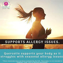 Quercetin 500 Mg - 200 Capsules - Absolute Best Value On Amazon - 2 Caps Is 1,000 Mg - Formulated In The Usa