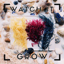 Sea Moss | Rainbow | Makes 24Oz Of Gel | Raw + Non Gmo | Sundried | Wildcrafted