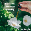 Urban Moonshine Joy Tonic - Fast-Acting Relief For Stress* With Motherwort & Lemon Balm - Daily Nervous System Support* - Elevates Mood* - Gluten Free Herbal Supplement - 8 Fl Oz