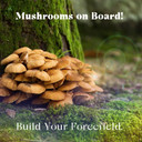 Urban Moonshine Mothership Mushroom - Herbal Supplement For Immune Support - With LionS Mane, Maitake, Turkey Tail & Reishi - Certified Organic, Gluten-Free & Vegan - 60 Capsules