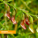 Herb Pharm Certified Organic Astragalus Liquid Extract For Immune System Support - 4 Ounce4 Fl Oz (Pack Of 1)