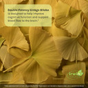 Irwin Naturals Double-Potency Ginkgo Biloba 240Mg Extra Strength Brain Health Supplement - Enhance Memory, Mental Focus, Alertness, Concentration & Herbal Energy Booster - 60 Liquid Softgels