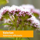 Herb Pharm Certified Organic Valerian Root Liquid Extract For Relaxation And Restful Sleep, Alcohol-Free Glycerite, 4 Ounce
