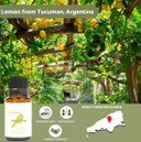 Nature Packaged Lemon Essential Oil - Direct From Our Partner In Argentina - Pure Essential Oil For Diffusers And Aromatherapy | 100% Pure Therapeutic Grade (15Ml)0.50 Fl Oz (Pack Of 1)