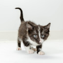 Petag Ut Solution Gel Supplement - Kidney Support For Cats - Contains Cranberry & Vitamin C - 3.5 Oz - 2 Pack Petag Ut Solution Gel Supplement - Kidney Support For Cats - Contains Cranberry & Vitamin C - 3.5 Oz - 2 Pack