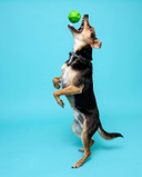 Hartz Dura Play Bacon Scented Squeak Ball Dog Toy For Small Breeds, 3 Packsmall (3 Count)