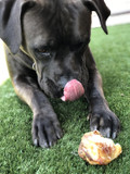 Pawstruck Natural Knee Cap Dog Bones - Treats For Aggressive Chewers, Low Fat And High Protein Dental Chews, Beef Flavor, Long Lasting And Calming Rawhide Alternatives - 10 Pack