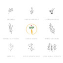 Daeng Gi Meo Ri- Ki Gold Premium Shampoo, Effectively Moisture To Dry And Rough Hair, No Artificial Color, 26.3 Fl Oz