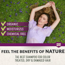 Ecolove - Natural Shampoo, Sodium Lauryl Sulfate Free, Vegan & Cruelty Free Shampoo For Color Treated Hair, Very Dry & Damaged Hair, Organic Lavender Shampoo, No Sls Or Parabens, 17.6 Oznatural Lavender