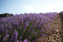 Lã¢ÂOccitane Lavender Shower Gel 8.40 Fl. Oz8.40 Fl Oz