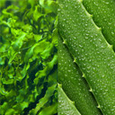 Mario Badescu Seaweed Cleansing Lotion For Combination, Dry And Sensitive Skin |Facial Toner That Clarifies And Replenishes |Formulated With Witch Hazel & Bladderwrack Extract