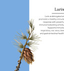 Eclectic Institute Larix Immune Support Non-Gmo Powder 12 Oz