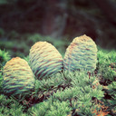 Naissance Cedarwood (Atlas) Essential Oil (No. 187) - 10Ml - Pure, Natural, Cruelty Free, Vegan And Undiluted - For Aromatherapy, Massage Blend & Diffusers - Calming And Soothing Aroma