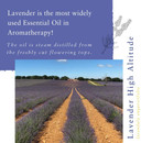 Absolute Aromas High Altitude Lavender (Lavandula Angustifolia) 30Ml Essential Oil - 100% Pure, Natural, Vegan, Undiluted And Cruelty-Free