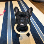 Nylabone Power Chew Ring Power Chew Dog Toy, Dog Toys For Aggressive Chewers, Large - Up To 50 Lbs. (1 Count) Nylabone Power Chew Ring Power Chew Dog Toy, Dog Toys For Aggressive Chewers, Large - Up To 50 Lbs. (1 Count)
