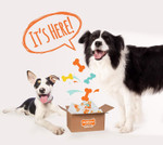 Nylabone Chew Toy Dog Surprise Box Variety X-Small/Petite (1 Count) All Breed Sizes Nylabone Chew Toy Dog Surprise Box Variety X-Small/Petite (1 Count) All Breed Sizes