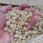 Rounton Coffee Roasters | 500g Green Coffee Beans | Brazilian Family Farm Unroasted Coffee Beans | Brazil Green Raw Unroasted Coffee Beans for Home Roasting | Specialty Grade Rounton Coffee Roasters | 500g Green Coffee Beans | Brazilian Family Farm Unroasted Coffee Beans | Brazil Green Raw Unroasted Coffee Beans for Home Roasting | Specialty Grade