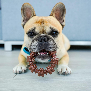 Nylabone Power Chew Textured Dog Chew Ring Toy - Tough And Durable Dog Chew Toy For Aggressive Chewers - Flavor Medley, Small/Regular (1 Count)