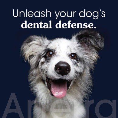 Remineralizing Dog Toothpaste  Vet-Grade, With Nano-Hydroxyapatite, Reverses Early-Stage Decay, Cleans Teeth, Removes Tartar, Freshens Breath By Arterra Pet Science, Plant-Based, Natural Flavor, 4Oz