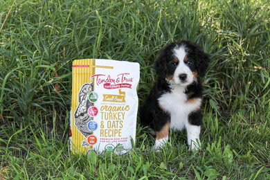 Tender & True Small Breed Organic Turkey & Oats