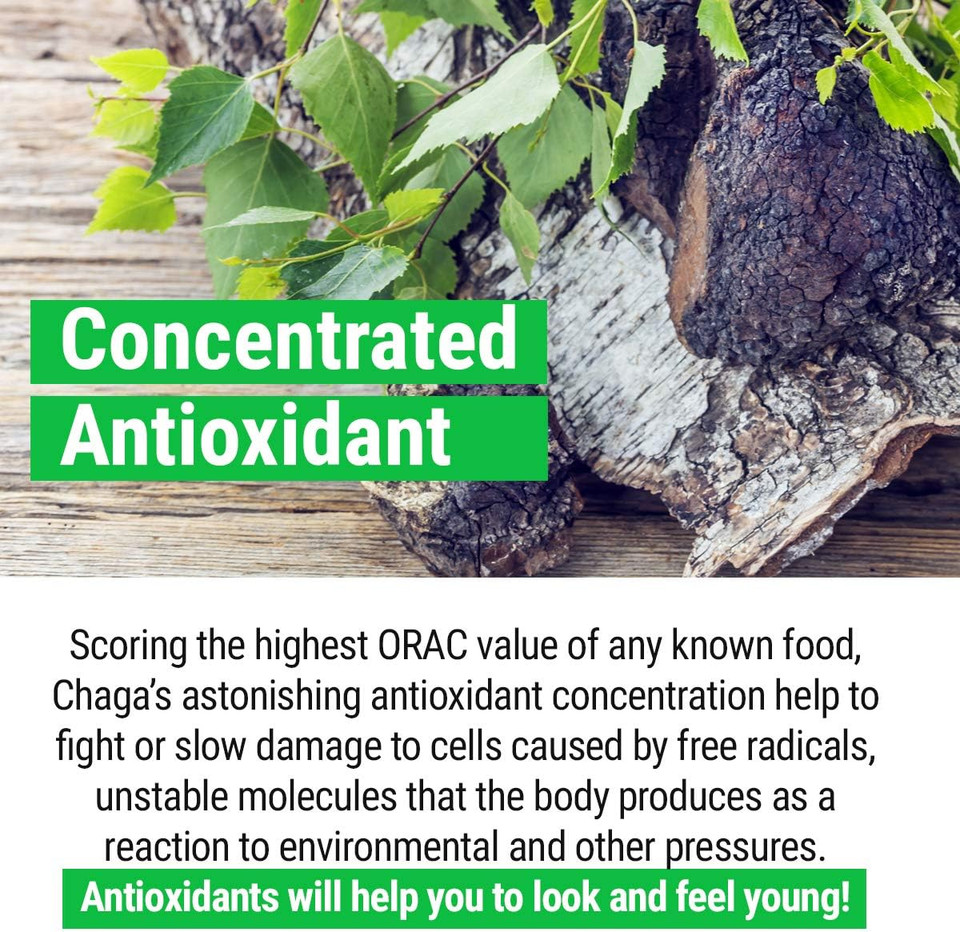 Sayan Siberian Raw Ground Chaga Powder 1 Lbs (454G) - Wild Forest Mushroom Tea, Powerful Adaptogen Antioxidant Supplement - Support For Immune System And Digestive Health1 Pound (Pack Of 1)