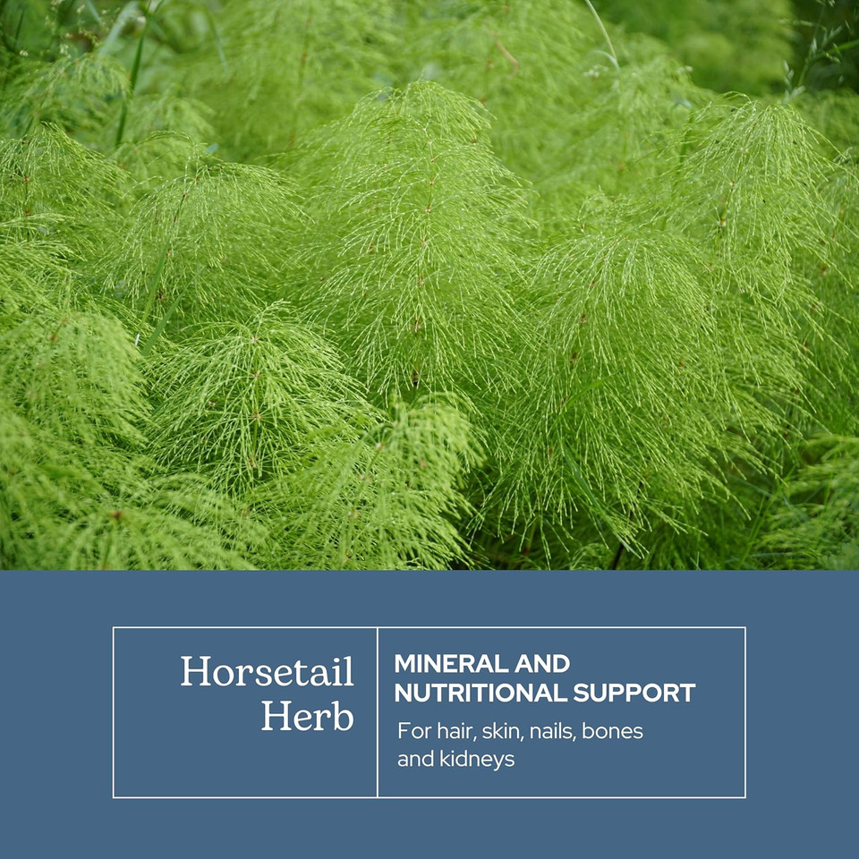 Eclectic Institute Raw Fresh Freeze-Dried Non-Gmo Horsetail | 90 Ct (375 Mg)