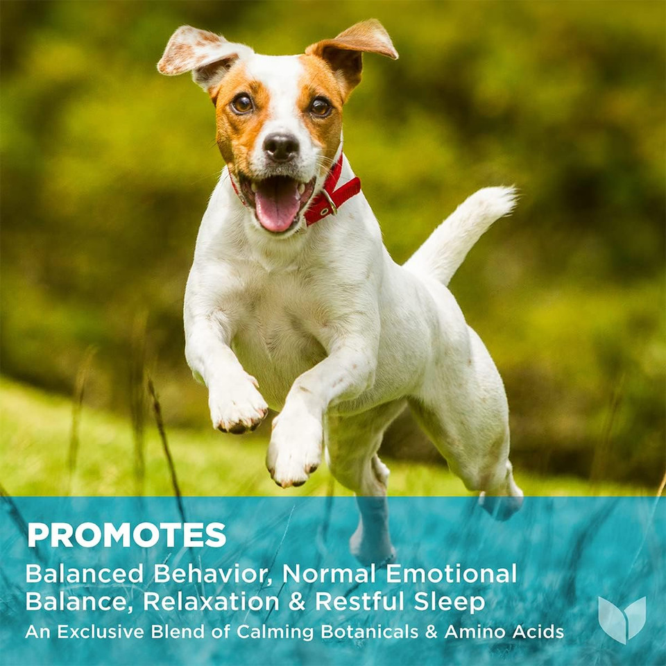 Hyland'S Naturals - Dogs - Calm & Balance, 90 Soft Chews, Supports Balanced Behavior, Normal Emotional Balance, Relaxation & Restful Sleep, L-Theanine, Gaba & Chamomile, Hemp Free Chicken Liver Flavor