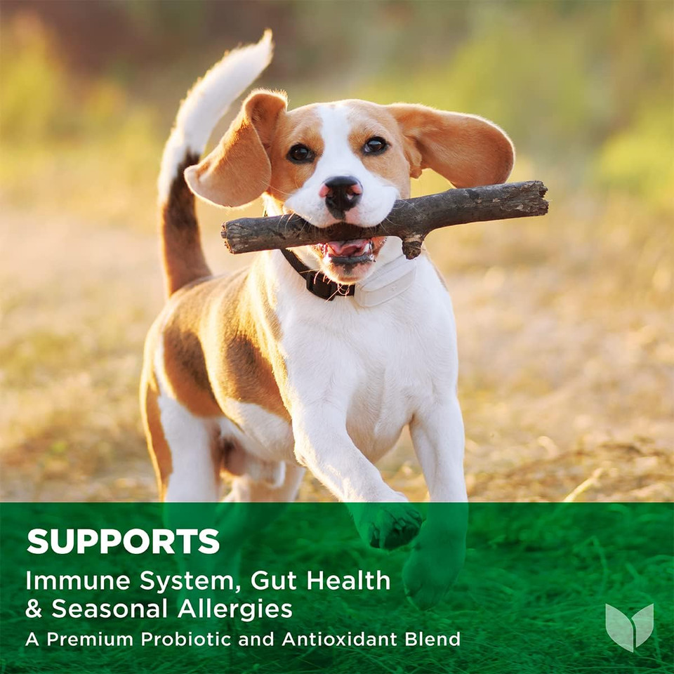 Hyland'S Naturals - Immune Boost For Dogs, 90 Soft Chews, Supports Immune System, Gut Health & Seasonal Allergies, With Probiotics & Antioxidants, Cheese Flavor