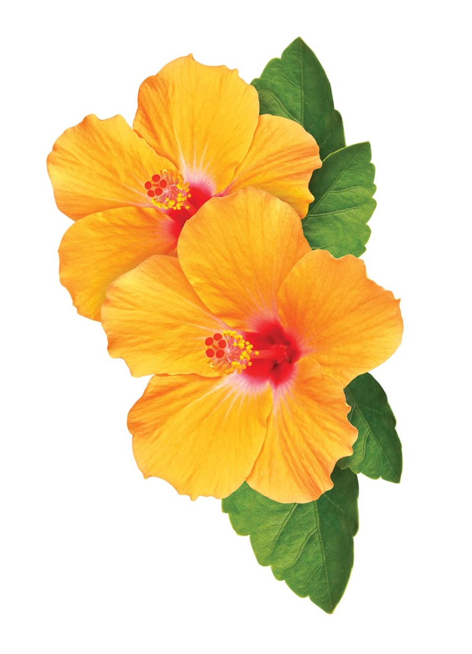 Chi Curlycare - Curl Shampoo 25 Fl Oz - Gentle Formula Hydrates Curls, Reduces Frizz While Retaining Curl Shape And Curl Pattern