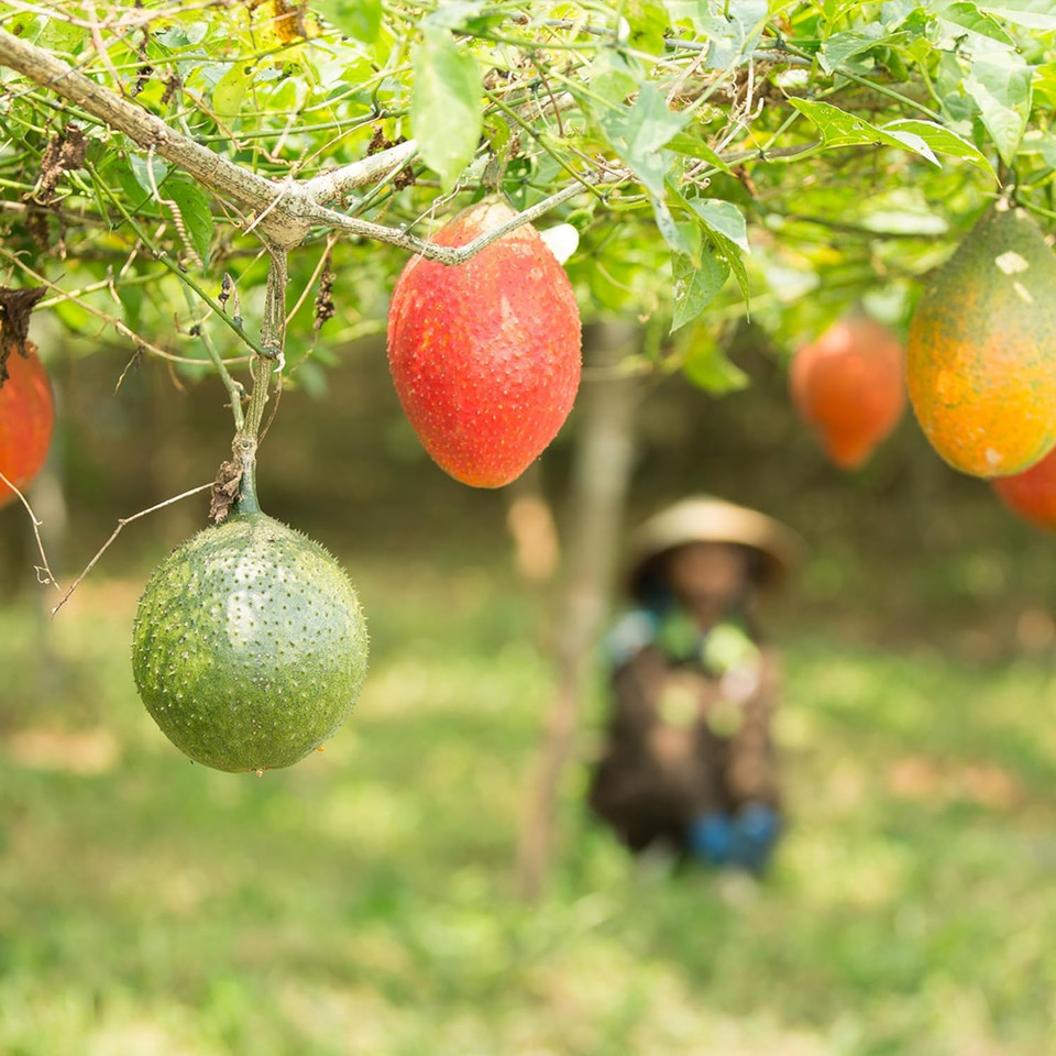 Nu Skin G3 Bottle - Antioxidant Supplement | Immune Support, Dna Protection | Cellular Rejuvenation, Scs Certified Juice | Optimal Preservation With Dark Green Glass (2Pk)