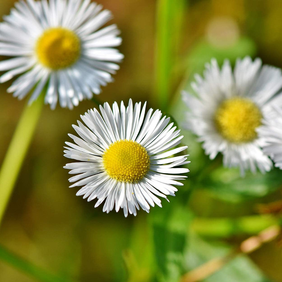 Bio-Strath | Liquid 8.4 Fl Oz | Promotes Overall Wellness | Non-Gmo, No Artificial Flavors, Vegetarian | Pack Of Four